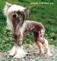 Oriental Jokes Aphrodite Chinese Crested