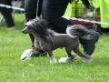Stormblstens Under The Spell Chinese Crested