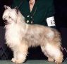 Woodlyn Reicrist Pastree N'Co SOM Chinese Crested