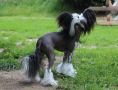 Queens Cool Lady Chinese Crested
