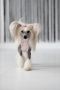 Golden Dream Winning Smile Chinese Crested