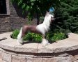 Porcelain Flower Sasima FCI Chinese Crested