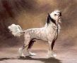 Suanho's Sitting Bull Chinese Crested