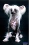 Prefix Smoke On The Water Chinese Crested