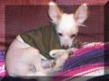 Cooper's Chinabee A Babydoll Chinese Crested