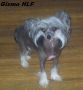 Unidog's Gizzy Gizmo Chinese Crested