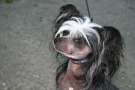 Bed-ma's Born Black as Sin Chinese Crested