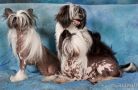 Chinois Hello Dolly Chinese Crested
