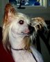 Tamarlane's Traveling Man Chinese Crested
