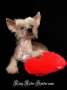 Ring rider Spider man Chinese Crested