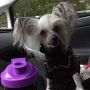 Spirit Of Mantra's Qmarion Chinese Crested
