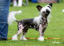 Sun-Hee's Conquistador Chinese Crested