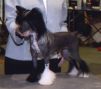 Wickhaven Black Feather Boa, DOM Chinese Crested