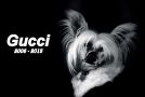 Gucci of Roxy's Pride Chinese Crested