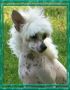 Absolute Jewel Of Woodcrest PP Chinese Crested