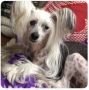 Moonswift Fragrant Orchid Chinese Crested