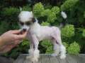 Solino's Gianni-Gio Chinese Crested