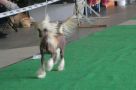 Laine Di Way Chinese Crested