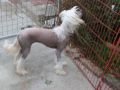 Tenwiz Buttercup Chinese Crested