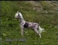 Spellbound Jokers Wild Mosaic Chinese Crested