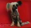 Kranar Bear All Before One Chinese Crested