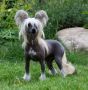 Bl Mandag's Woman in Red Chinese Crested