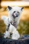 AkDeniz Melody of spring Chinese Crested