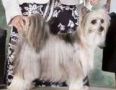 Pixietail Kiss'n Town Chinese Crested