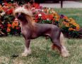 Taleeca Gold Digger Chinese Crested