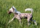 Showplace Van Helsing Chinese Crested