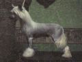 Bayshore Addicted To Chaos Chinese Crested