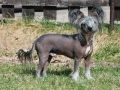 Mydestiny Gregory Peck Chinese Crested