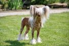 Luksorius Gold Kvin Chinese Crested