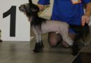 Opus Palmare Magnestic Personality Chinese Crested