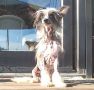 Quickwitted Fruitee Von Shinbashi Chinese Crested