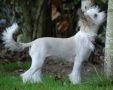 Hubblebub Hanky Panky Chinese Crested