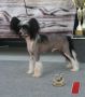 Gallurius Leader Forever Chinese Crested