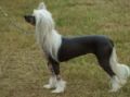 Moonswift Candy Kisses  Chinese Crested