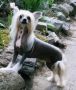 Oriental Jokes Time To Time Chinese Crested