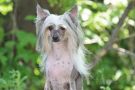Olrif Extravaganza Chinese Crested