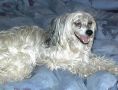 Lyn-Lin's Platinum Design PP Chinese Crested