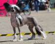 Speechless Eight Ball Chinese Crested