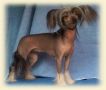 Beddi's Bonnie Butler Chinese Crested
