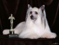 Olegro Katrin Candy Sunhill Chinese Crested