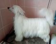 Touch Beauty Raffael Sweet Temptation Chinese Crested