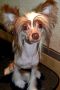 Valen Stayer Tango Chinese Crested
