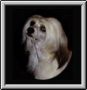 Silent Tea Dancer Of Thalcyon Chinese Crested