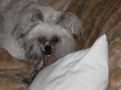 Solino's Allure Chinese Crested