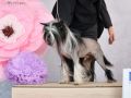 In-Yan,The Sweet Harmony de Fageiro Chinese Crested