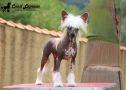 Lapinus Fame And Fortune Chinese Crested